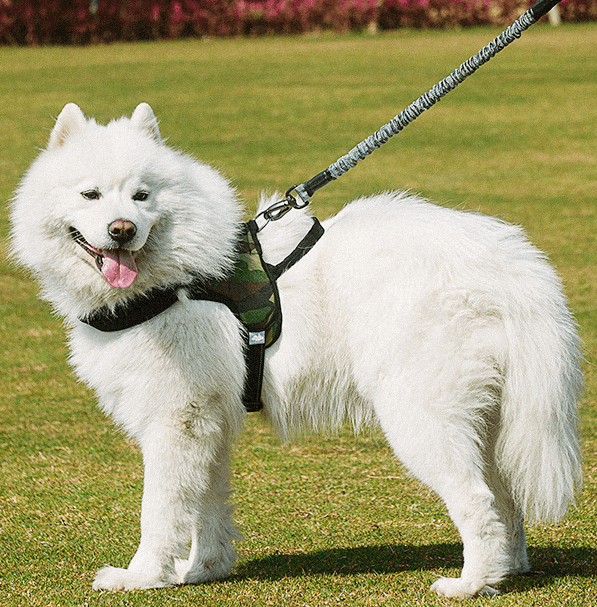 Ultimate Freedom Dog Leash & Harness Combo