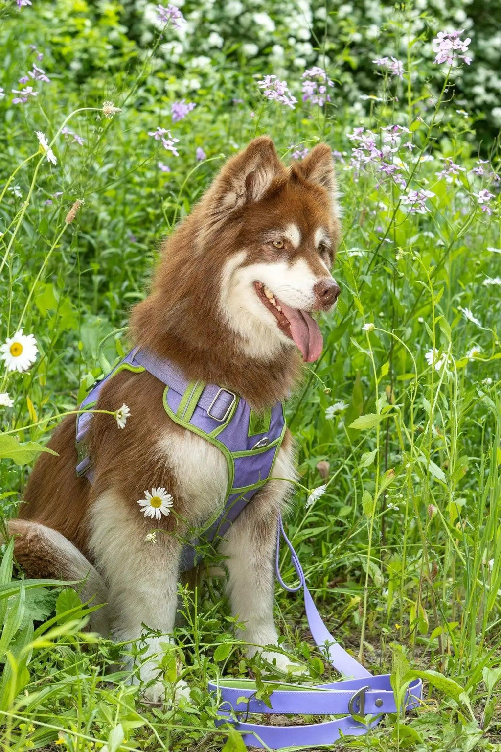Ultimate Designer Dog Harness - Stylish and Comfortable with