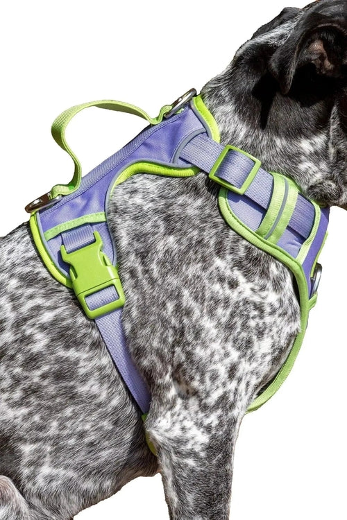 Ultimate Designer Dog Harness - Stylish and Comfortable with