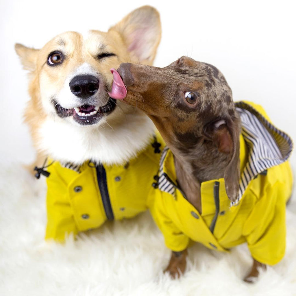 Classic British Style Dog Raincoat - Stylish And Functional Pet