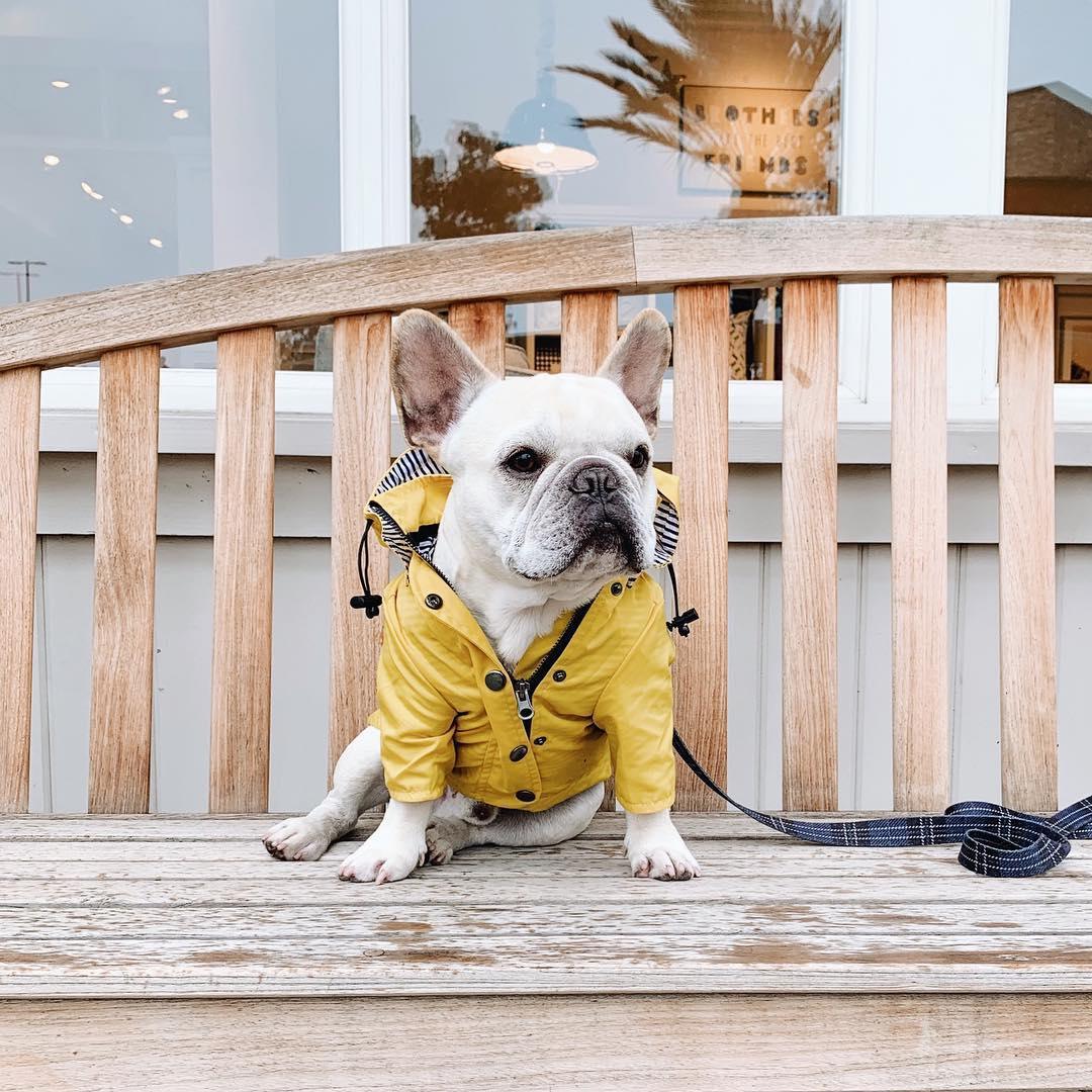 Classic British Style Dog Raincoat - Stylish And Functional Pet