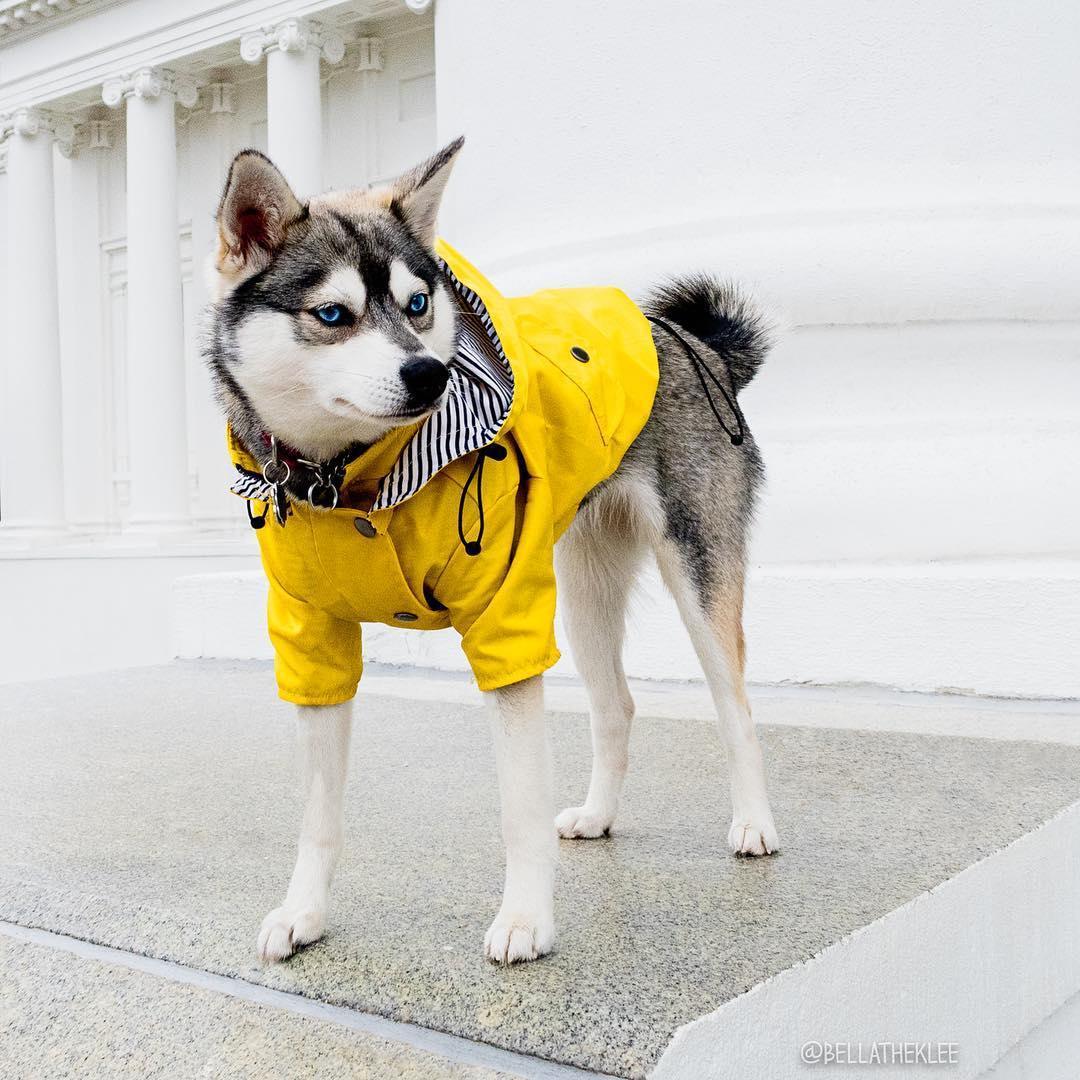 Classic British Style Dog Raincoat - Stylish And Functional Pet